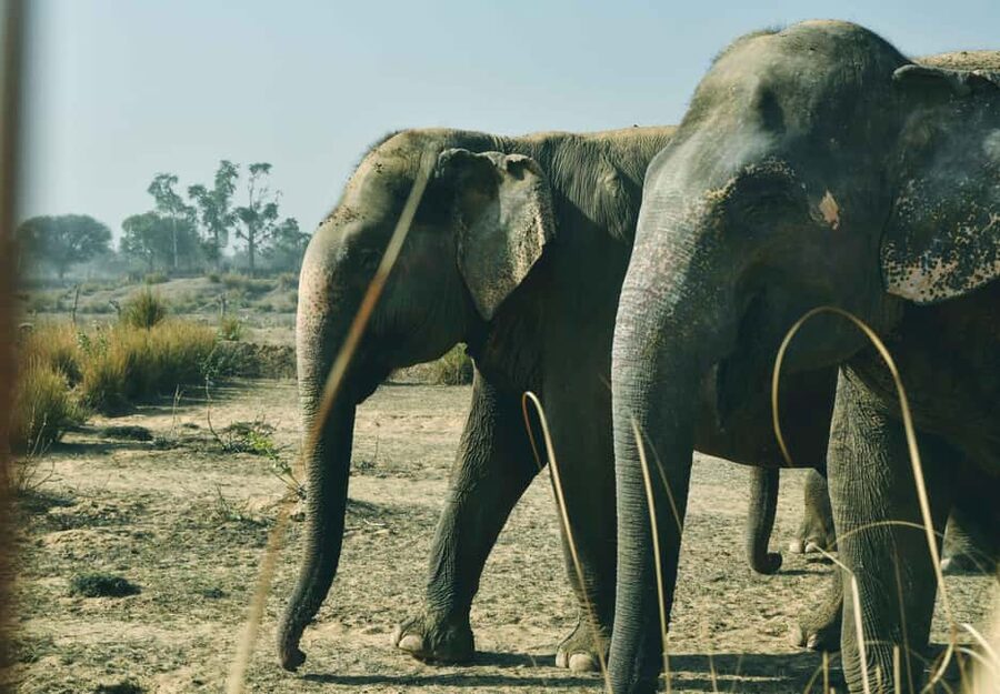 Jaipur: Elefantastic Elephant Sanctuary Tour - Practical tips for a smooth, respectful elephant day