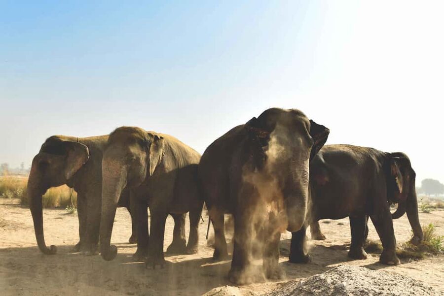 Jaipur: Elefantastic Elephant Sanctuary Tour - The sanctuary visit: what your 3-hour block really feels like