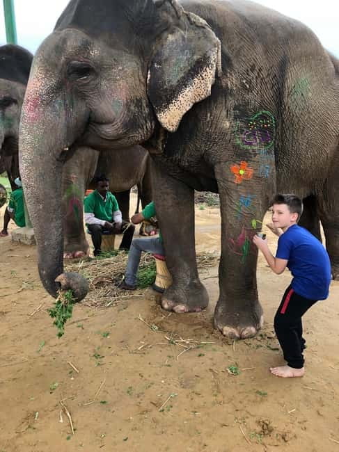 Jaipur: Elephant Interaction Tour - Jaipur Elephant Sanctuary, Not the Typical Ride-and-Run