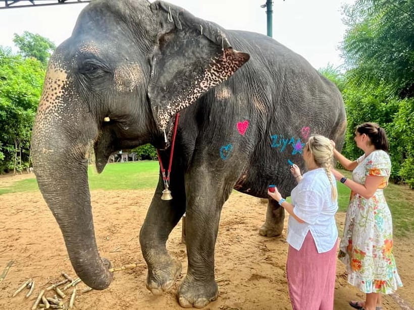 Jaipur: Elephant Interaction Tour - Mud Bath With Elephants: Fun, Messy, and Purposeful