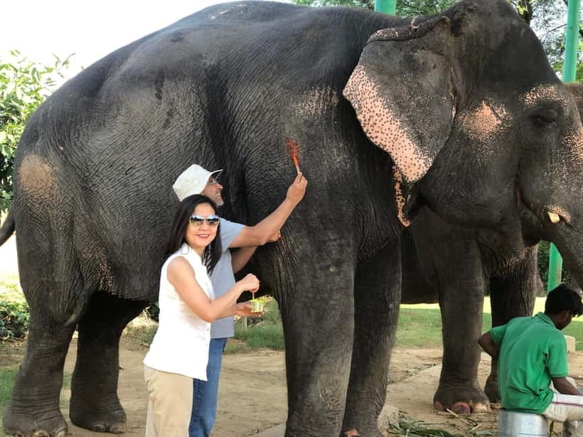 Jaipur: Elephant Interaction Tour - Price and Value: What $58 Includes (and What That Signals)