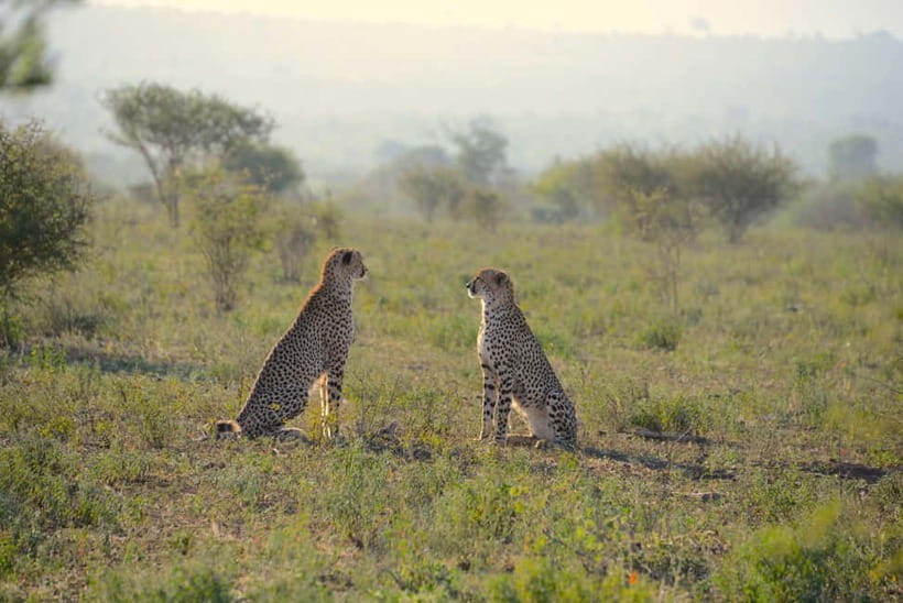 Jaipur: Jhalana Amagarh Leopard Reserve 4×4 Jeep Safari - Key things to know before you go