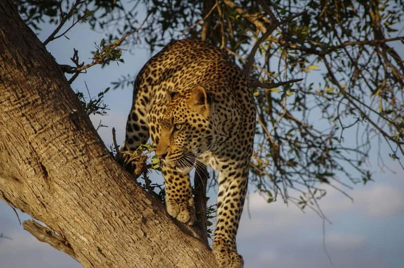 Jaipur: Jhalana Amagarh Leopard Reserve 4×4 Jeep Safari - Getting there: hotel pickup in an air-conditioned vehicle