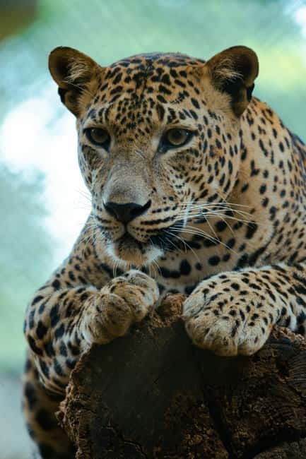 Jaipur: Jhalana Amagarh Leopard Reserve 4×4 Jeep Safari - What you can spot besides leopards in Jhalana
