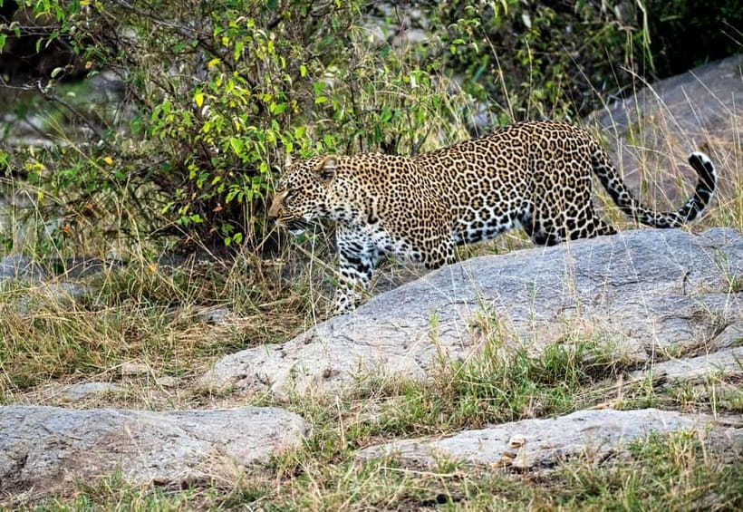 Jaipur: Jhalana Amagarh Leopard Reserve 4×4 Jeep Safari - What to bring: the small kit that saves the day