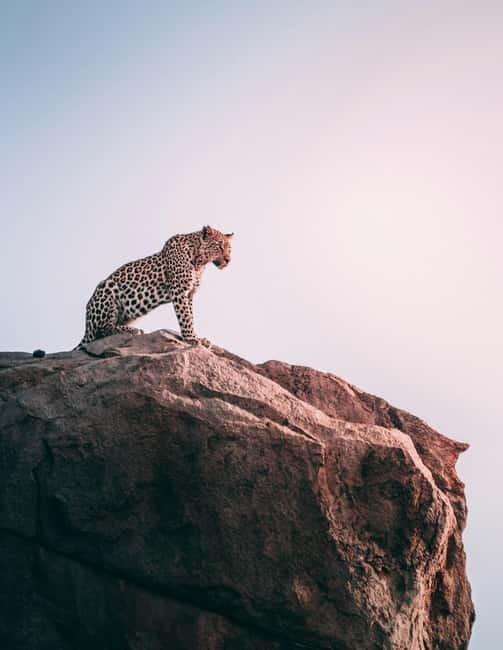Jaipur: Jhalana Amagarh Leopard Reserve 4×4 Jeep Safari - The 4x4 jeep safari: how the ride affects what you see