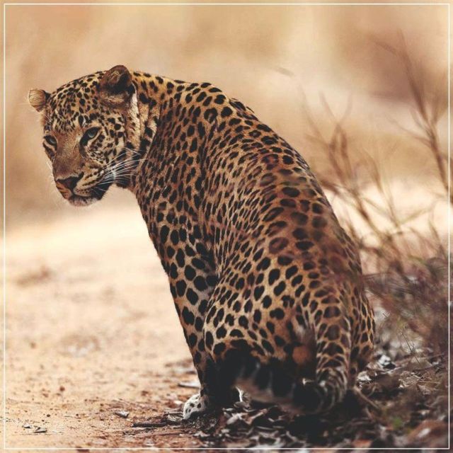 Jaipur: Jhalana/Amagarh leopard safari private tour - Key things to know before you go