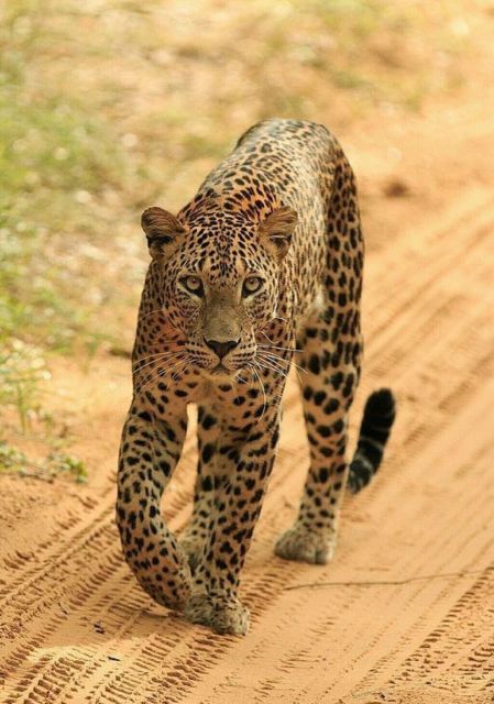 Jaipur: Jhalana/Amagarh leopard safari private tour - Jaipur Leopard Safari by Jeep, What the Experience Feels Like