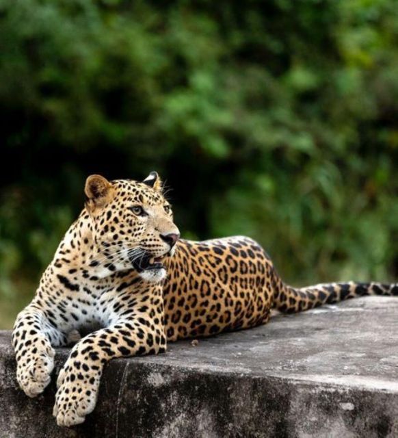 Jaipur: Jhalana/Amagarh leopard safari private tour - Getting from Jaipur to Jhalana/Amagarh: the day’s real timeline