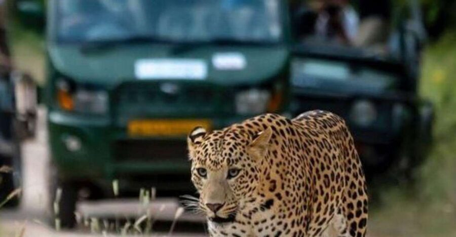 Jaipur: Jhalana/Amagarh leopard safari private tour - The jeep safari inside the reserve: what to expect when you’re searching