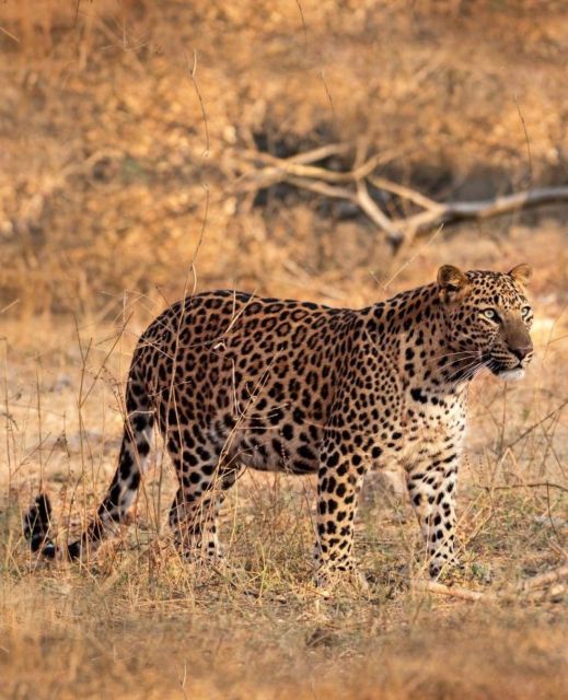 Jaipur: Jhalana/Amagarh leopard safari private tour - Price and value: Is $84 a fair deal for this safari?