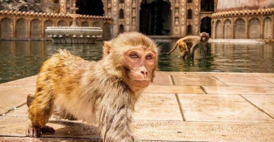 Jaipur sightseeing tour with monkey temple (Galta ji temple) - The private Jaipur loop that feels smooth, not rushed