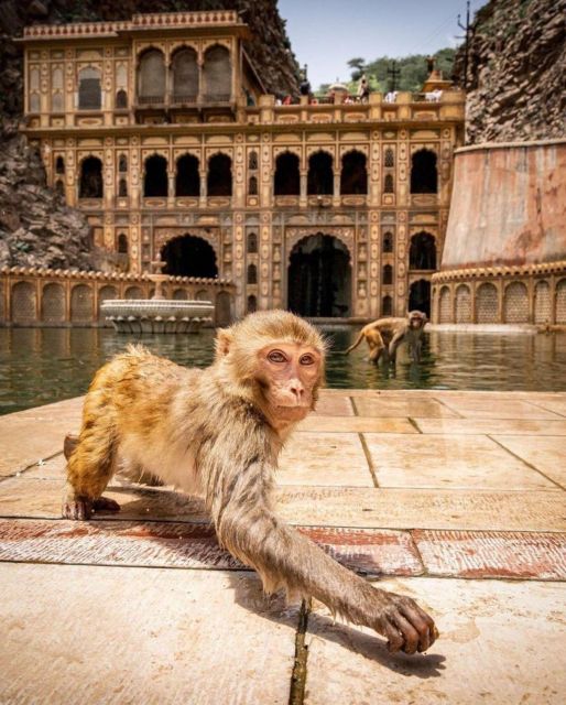 Jaipur sightseeing tour with monkey temple (Galta ji temple) - Panna Meena ka Kund: a quick stop with real charm