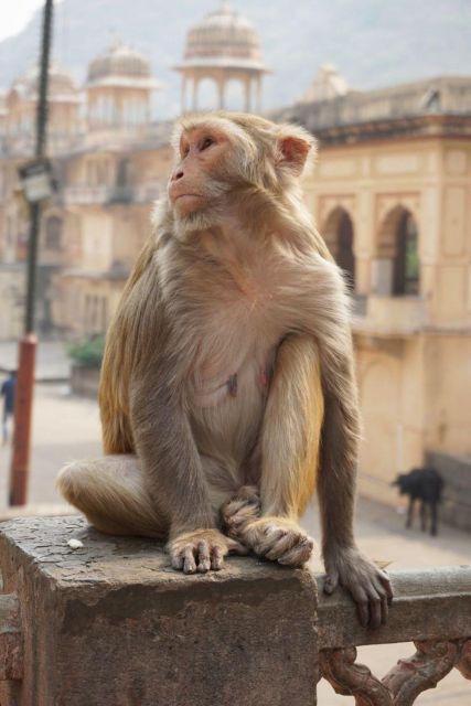 Jaipur sightseeing tour with monkey temple (Galta ji temple) - Hathi Gaon break time: pause so you can actually enjoy the sights