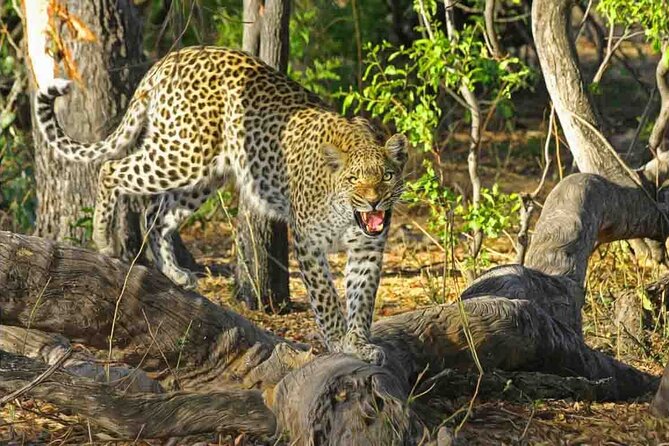 Jaipur to Jhalana Leopard reserve Private Day Trip All Inclusive - Key highlights you’ll care about