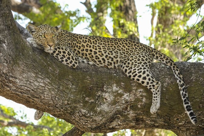 Jaipur to Jhalana Leopard reserve Private Day Trip All Inclusive - What makes Jhalana feel different from a zoo visit