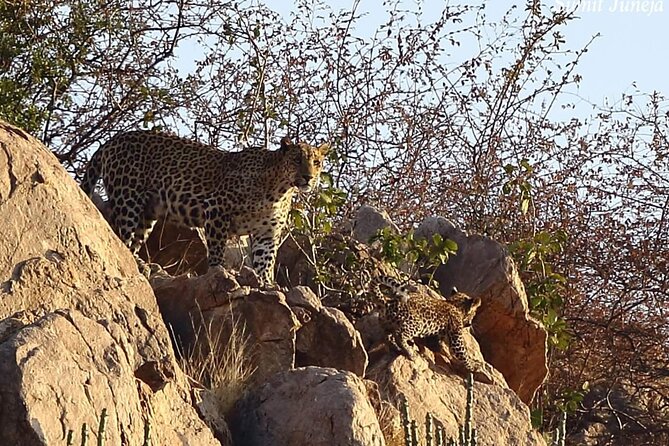 Jaipur to Jhalana Leopard reserve Private Day Trip All Inclusive - Getting picked up in Jaipur, then heading straight for the reserve