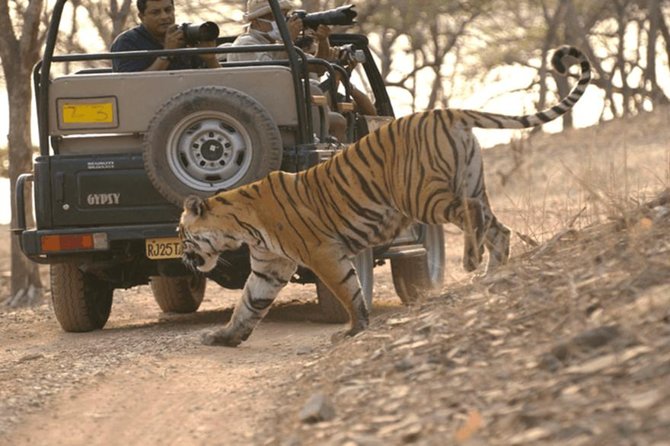 Jaipur to Ranthambore Tiger reserve Safari Day trip All Inclusive - How the 9:00 am Pick Up Works (Private, AC, From Anywhere in Jaipur)