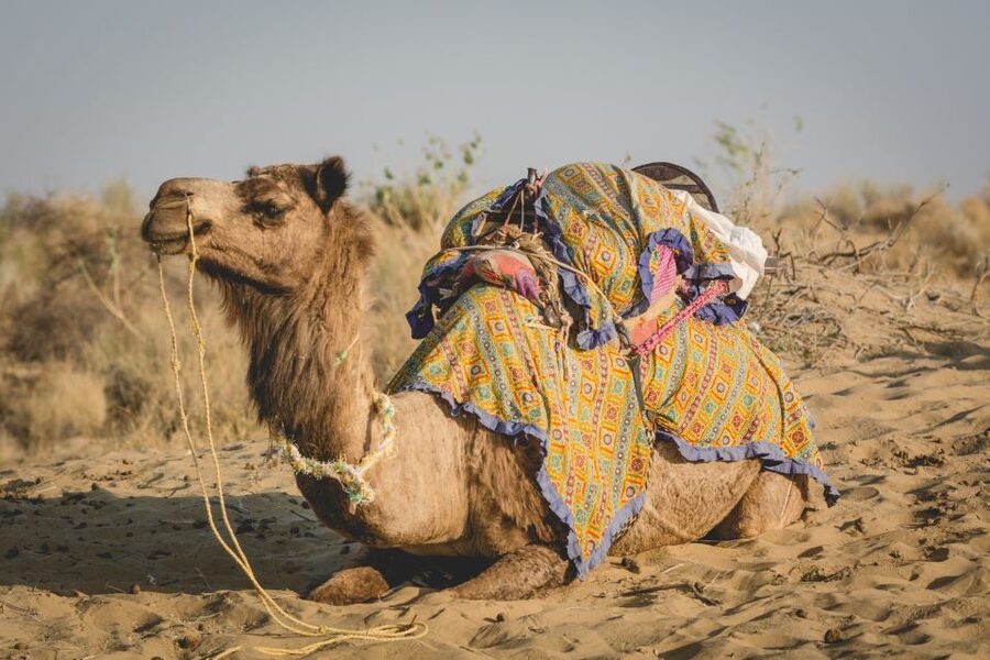 Jaisalmer: 2-Day Thar Desert Experience - Campfire dinner, tea ceremony, and sleeping under the stars