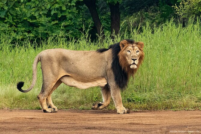 Jeep Safari: A Skip the line access to Devalia Safari Park India - Key Points Before You Go