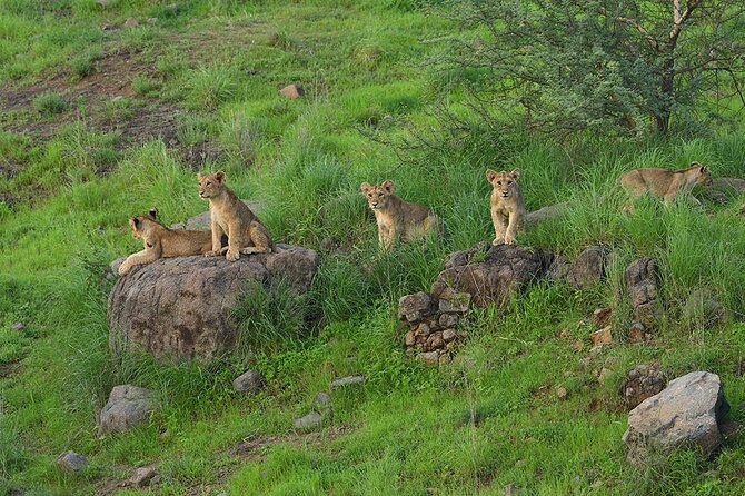 Jeep Safari: A Skip the line access to Devalia Safari Park India - Skipping The Ticket Queue In Gir’s Busy Season