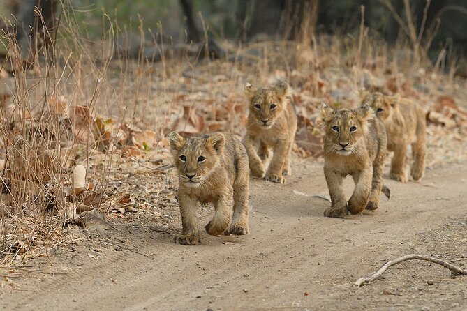 Jeep Safari: A Skip the line access to Devalia Safari Park India - Inside The Gir Interpretation Zone: What You Can Actually See