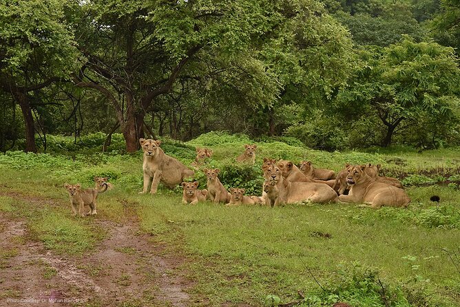 Jeep Safari: A Skip the line access to Devalia Safari Park India - The 55-Minute Jeep Safari: How To Make It Pay Off