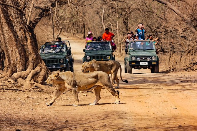 Jeep Safari - Gir National Park, Gujarat, India - Key things to know before you go