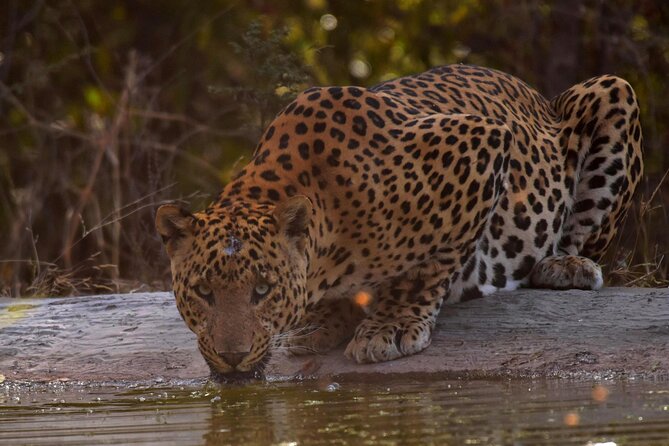 Jhalana Panther Safari Park Tour in Jaipur - Why a Jhalana safari is a smart use of time in Jaipur