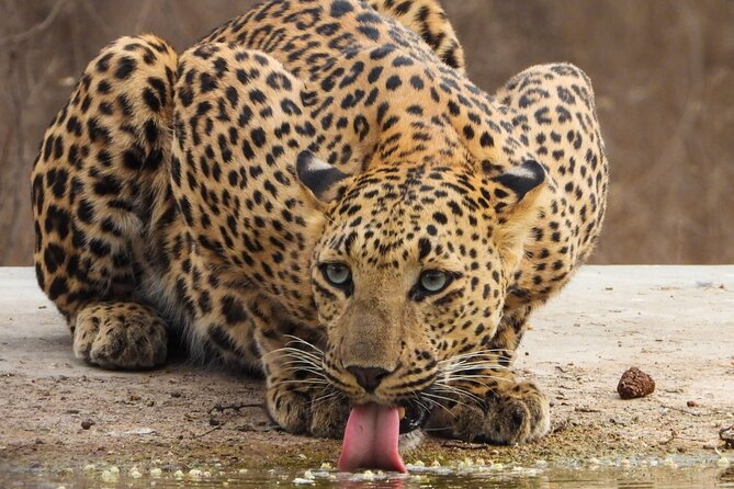 Jhalana Panther Safari Park Tour in Jaipur - Open 4x4 vehicles, permits, and the small-group reality