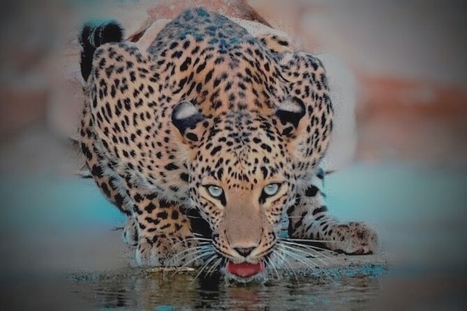 Jhalana Panther Safari Park Tour in Jaipur - How the 2.5-hour safari day really plays out