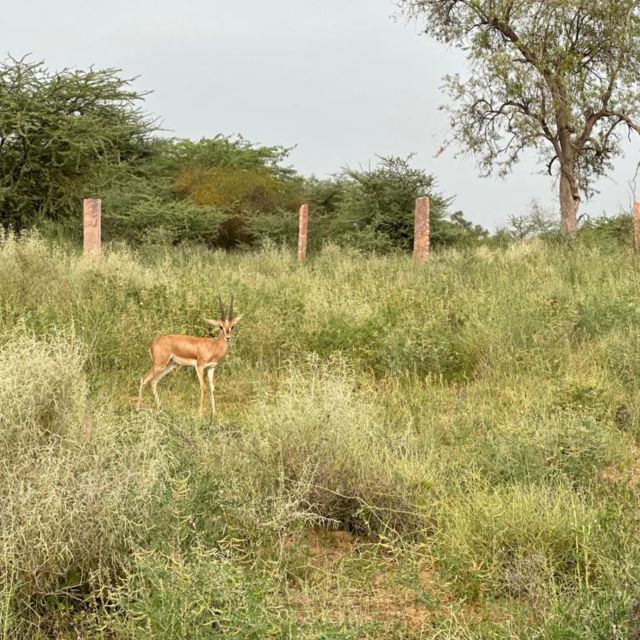 Jodhpur: Desert Camel and Jeep Safari with Traditional Food - Key highlights worth penciling in