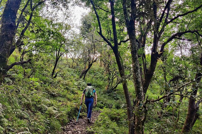 Kaflani Day Hike - Mussoorie - The trail experience: wild Himalayan forests without getting lost