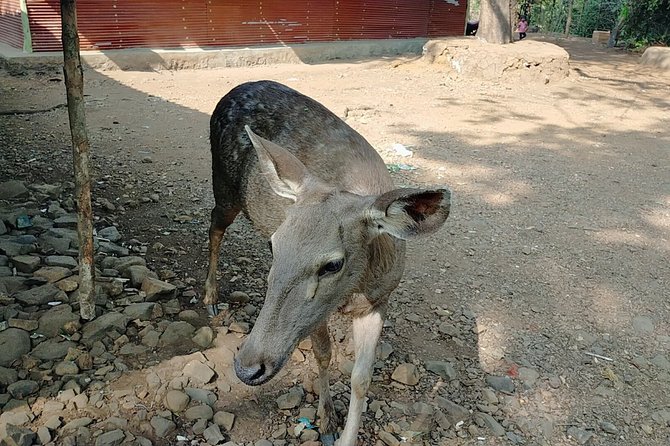 Kanheri Cave with Global Vipassana Pagoda Tour in Private Vehicle - Mumbai pickup and private transport: why air-conditioned comfort actually matters