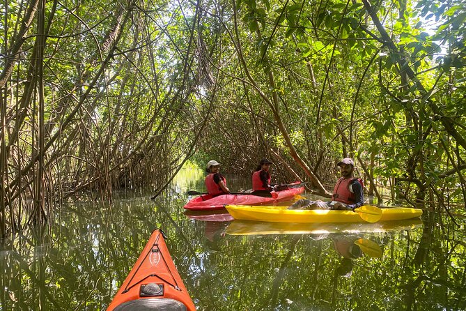 Kayaking in Mangrove Forest of Paravur Backwaters near Varkala and Kollam - Key things I’d prioritize before you go