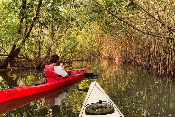 Kayaking in Mangrove Forest of Paravur Backwaters near Varkala and Kollam - Kayaking in a no-motor zone near Varkala and Kollam