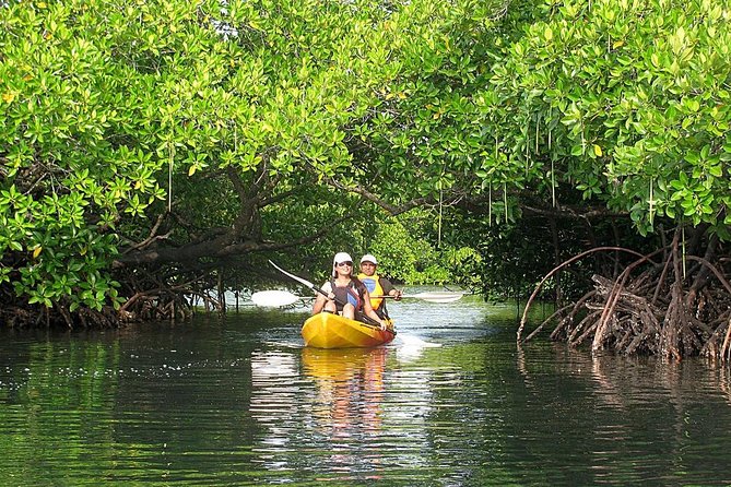 Kayaking Mangrove Adventure at Havelock - Key Things to Know Before You Paddle