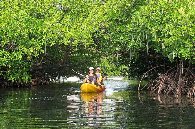 Kayaking Mangrove Adventure at Havelock - Value for $56: What You Actually Get in Those 2 Hours