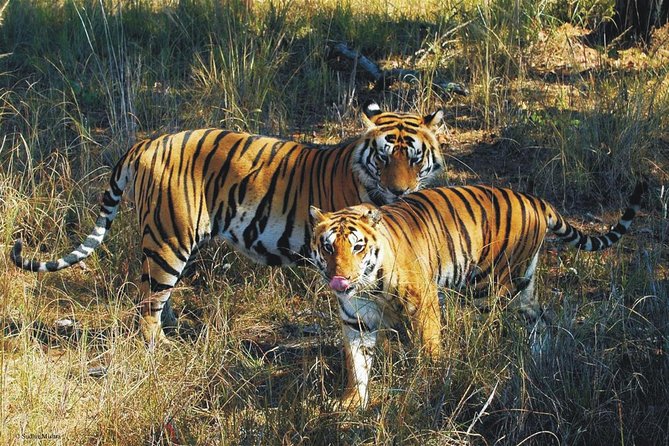 Kaziranga Indian Big Five Wildlife Tour - Key moments worth planning around