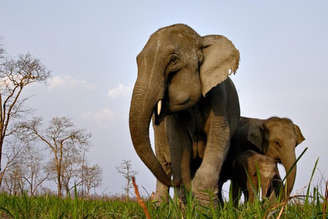 Kaziranga Indian Big Five Wildlife Tour - Kaziranga Big Five style, but with practical comfort