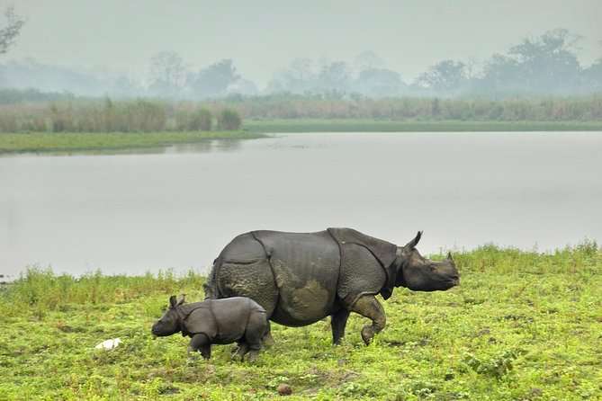 Kaziranga Indian Big Five Wildlife Tour - Day 1: Guwahati or Tezpur pickup, then a long ride into Kaziranga