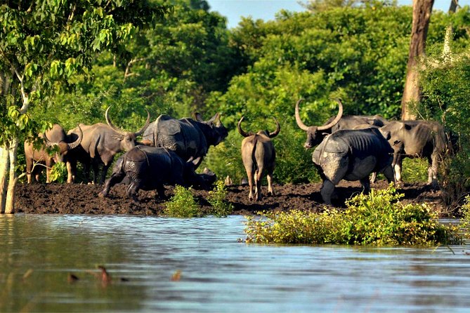 Kaziranga Indian Big Five Wildlife Tour - Tea plantation or village stop: the human side of Assam