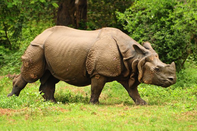Kaziranga Indian Big Five Wildlife Tour - Price and inclusions: what $295 covers, and what it does not