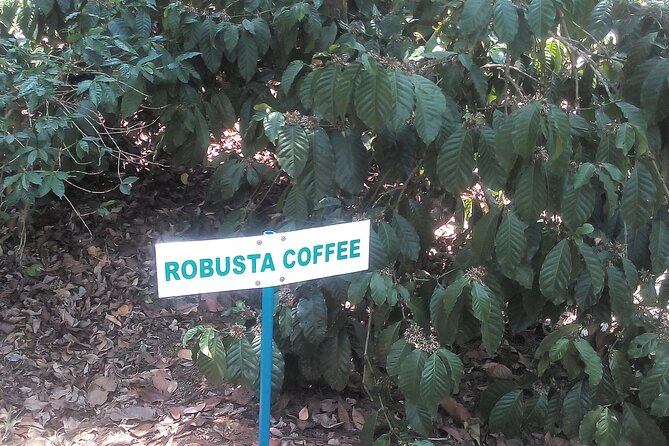 Mercara Gold Coorg Coffee and Spice Estate Tour - Rain, Slopes, and What to Wear