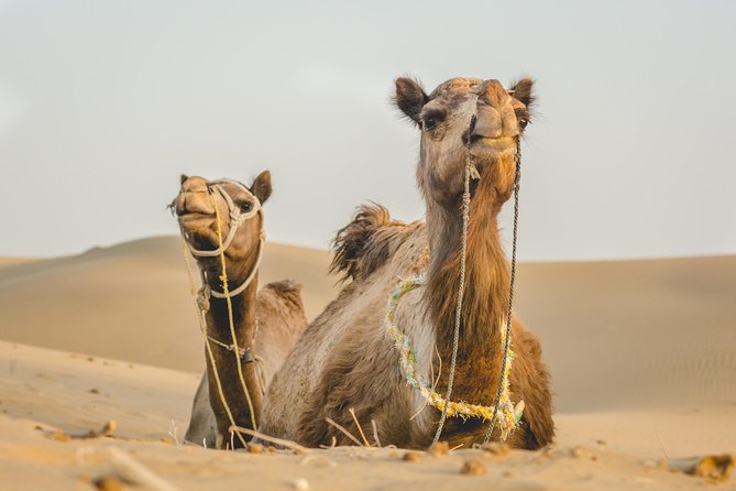 Million Stars Experience - Desert Camp & Stargazing in Jaisalmer - Price and Value: Is $52.55 Worth It?