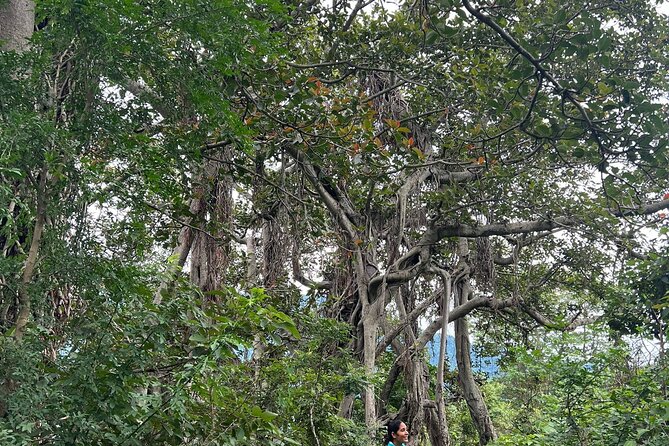 Moderate Himalayan Treks Near Rishikesh From Delhi - Day 2: Kunjapuri Temple hike at 1,676 m for panoramic mountain views