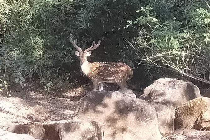 Mumbai Caves Guided Tour - Sanjay Gandhi National Park: your one-hour reality check of the surroundings