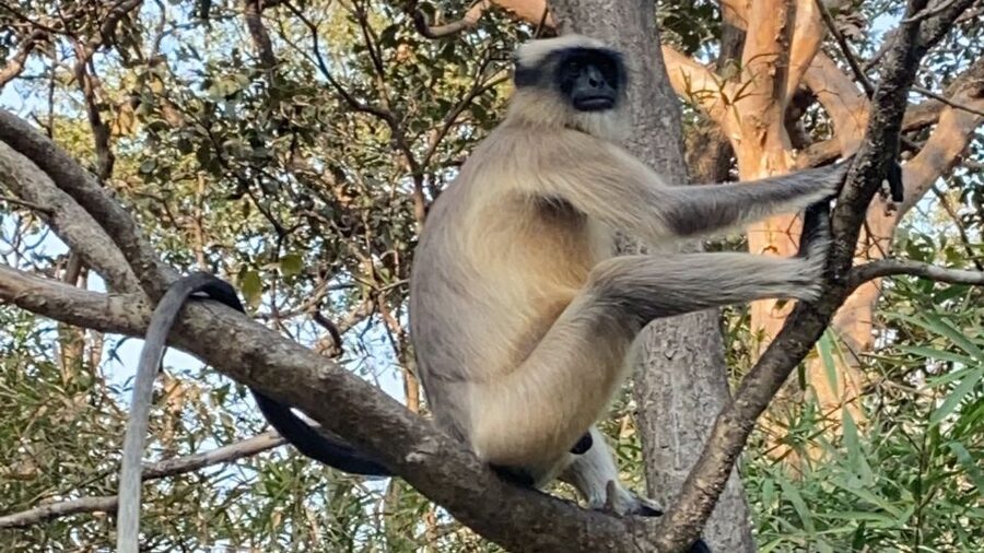 Mumbai: Kanheri Caves and The Golden Pagoda Temple - Meditation hall time, plus possible short sessions
