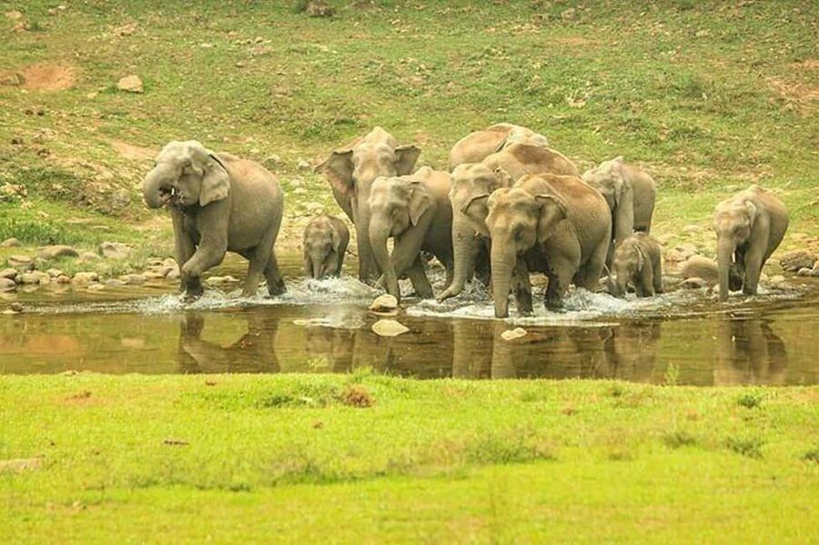 Munnar: Anakulam Jeep Safari with Waterfall and Elephant - Key things that make this jeep safari worth your time