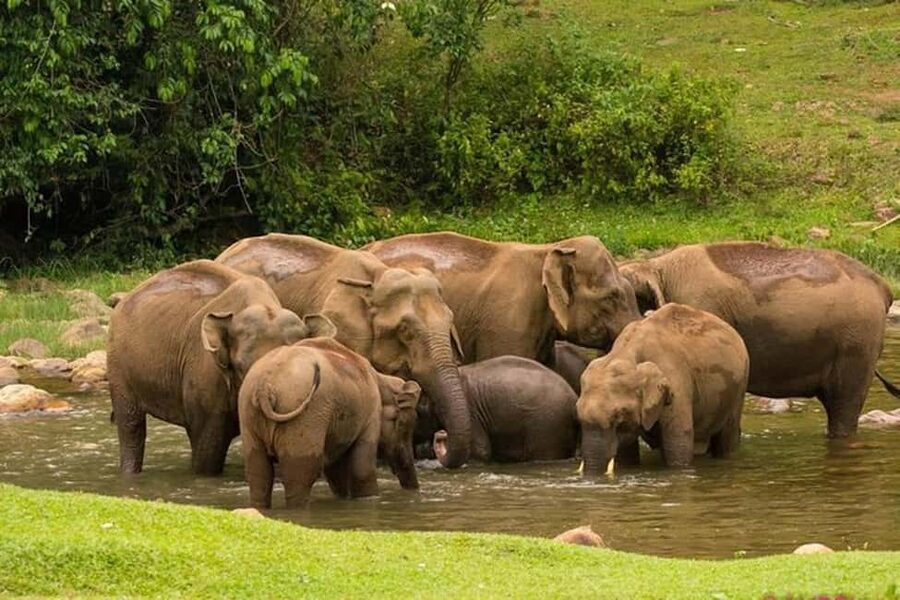 Munnar: Anakulam Jeep Safari with Waterfall and Elephant - Letchmi Shooting Point to Hanging Bridge: Waterfalls That Dictate Your Timing